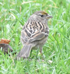 Zonotrichia atricapilla
