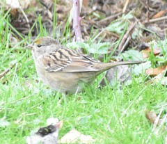 Zonotrichia atricapilla