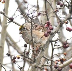 Zonotrichia atricapilla