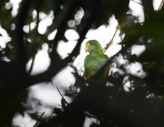 Amazona xantholora