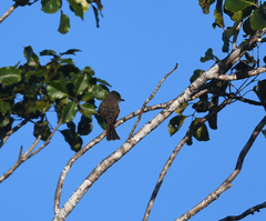 Myiarchus yucatanensis