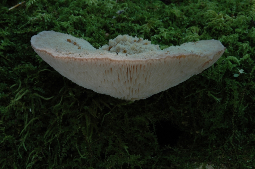 Protodaedalea