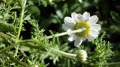 Anthemis bornmuelleri