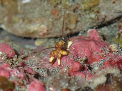 Discorsopagurus schmitti