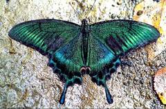 Papilio maackii