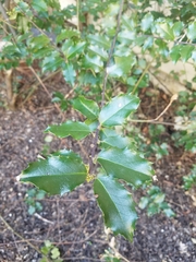 Ilex