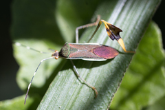 Anisoscelis marginellus