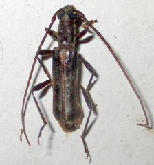 Ossibia murina