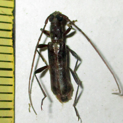 Ossibia murina