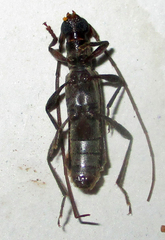 Ossibia murina