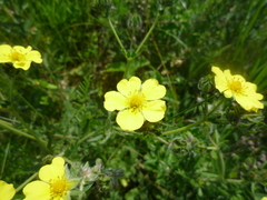 Potentilla recta obscura