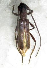 Ossibia murina