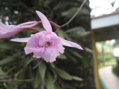 Broughtonia lindenii