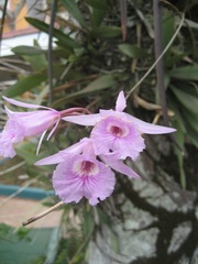 Broughtonia lindenii