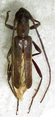 Ossibia murina