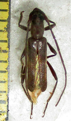 Ossibia murina