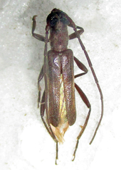 Ossibia murina