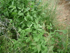 Atriplex oblongifolia
