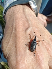 Heilipodus erythropus