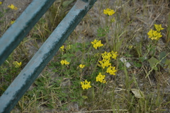 Lotus corniculatus