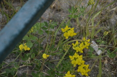 Lotus corniculatus