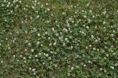 Trifolium repens
