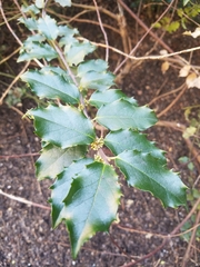 Ilex