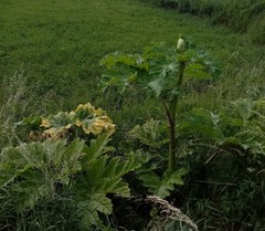 Heracleum sosnowskyi
