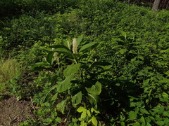 Phytolacca acinosa