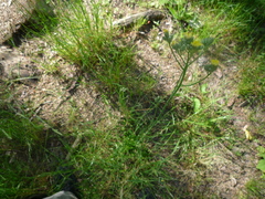 Pilosella floribunda