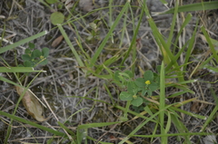 Medicago lupulina