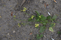 Raphanus raphanistrum