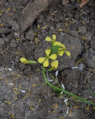 Raphanus raphanistrum