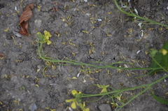 Raphanus raphanistrum