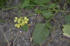 Raphanus raphanistrum