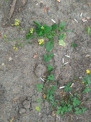 Raphanus raphanistrum