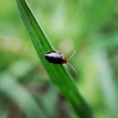 Podagrica fuscicornis