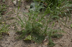 Achillea millefolium