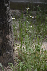 Leucanthemum vulgare