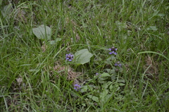 Prunella vulgaris