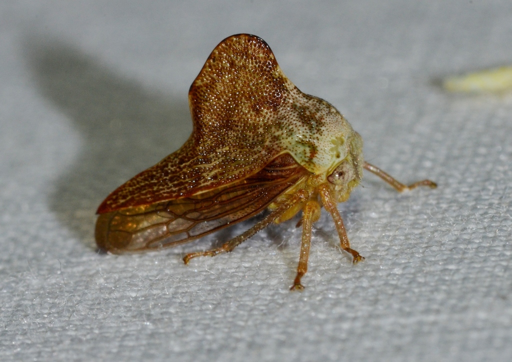 Sycamore Treehopper