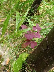 Oxalis stricta rufa
