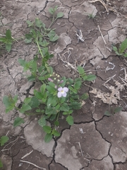 Pitraea cuneato-ovata