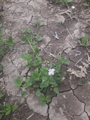 Pitraea cuneato-ovata