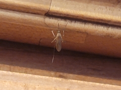 Coquillettidia perturbans