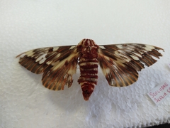 Citheronia splendens