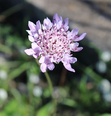 Scabiosa columbaria
