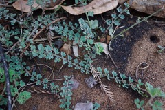 Acmispon heermannii orbicularis