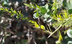 Osyridicarpos schimperianus