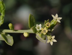 Osyridicarpos schimperianus